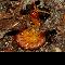 Tropical Centipede Female with Eggs. <BR>  Photographer: Daniel Dye, Florida Pest Control & Chemical Co., Gainesville, Fla.